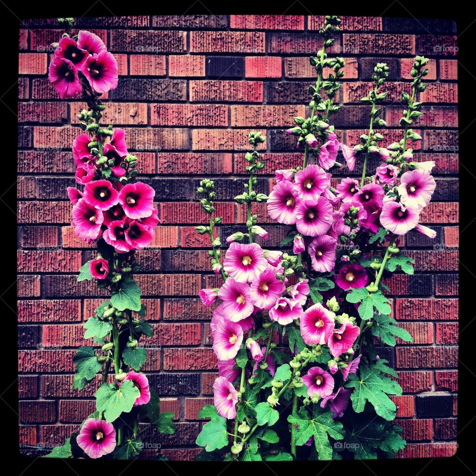Pink hollyhocks growing against a brick wall
