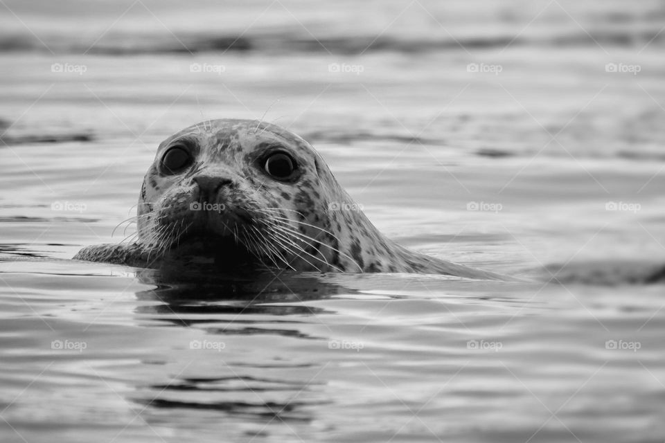 Black and white of an inquisitive harbor seal  checking out the scene near Colvos Passage at Point Defiance, Washington State 