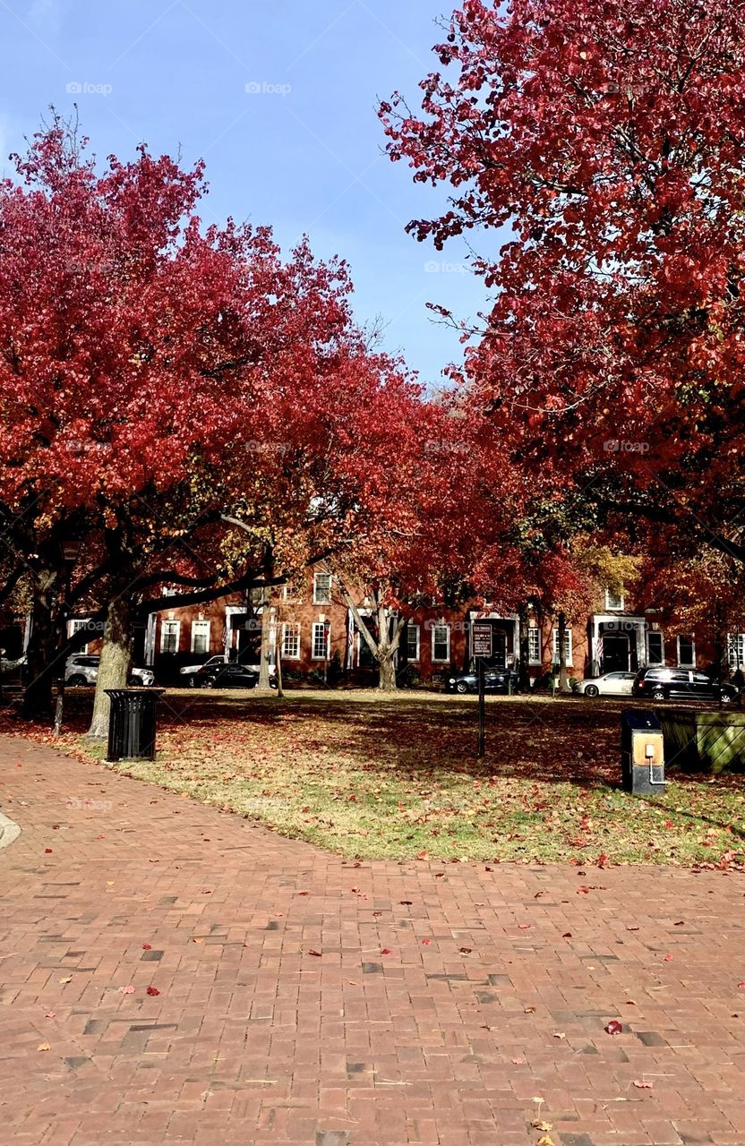 Red trees brick streets 