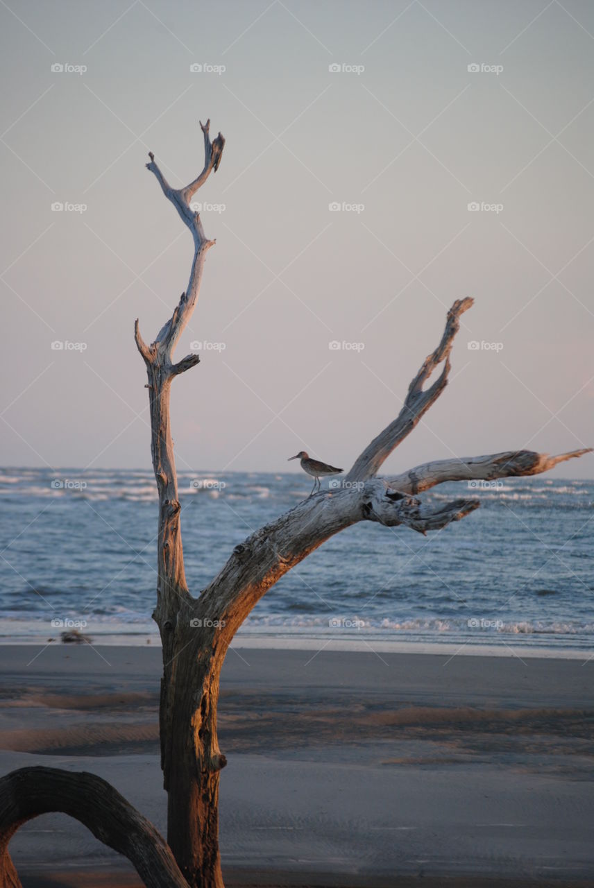 A Bird Rest On A Dead Tree at Folly Beach South Carolina