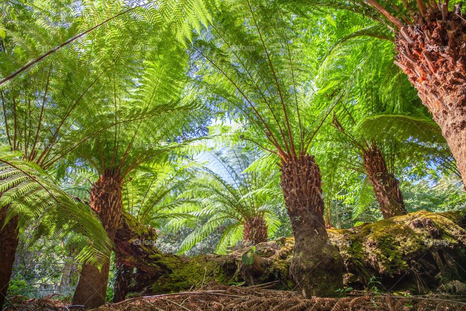 Fern trees 