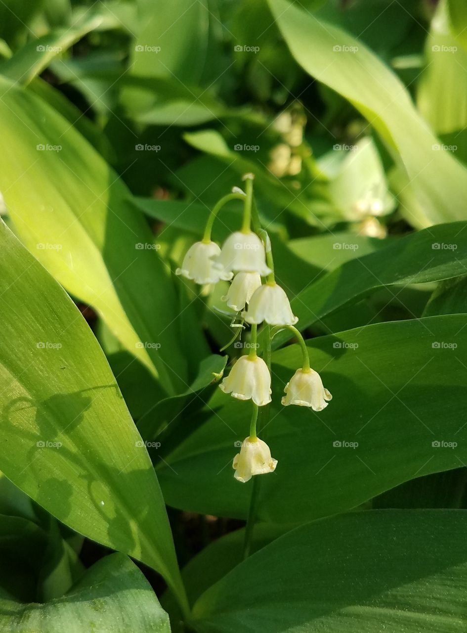 lily of valley