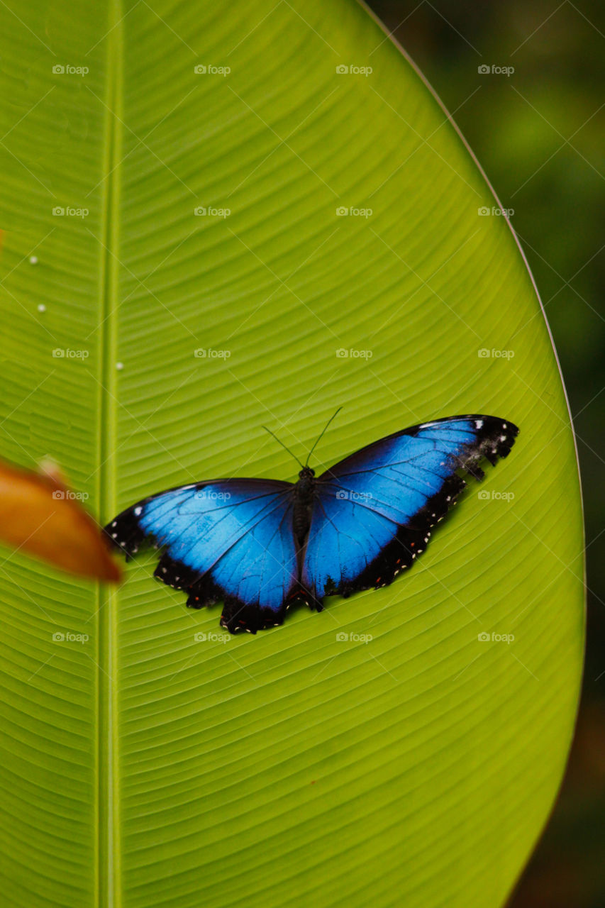 Butterfly on big leaf