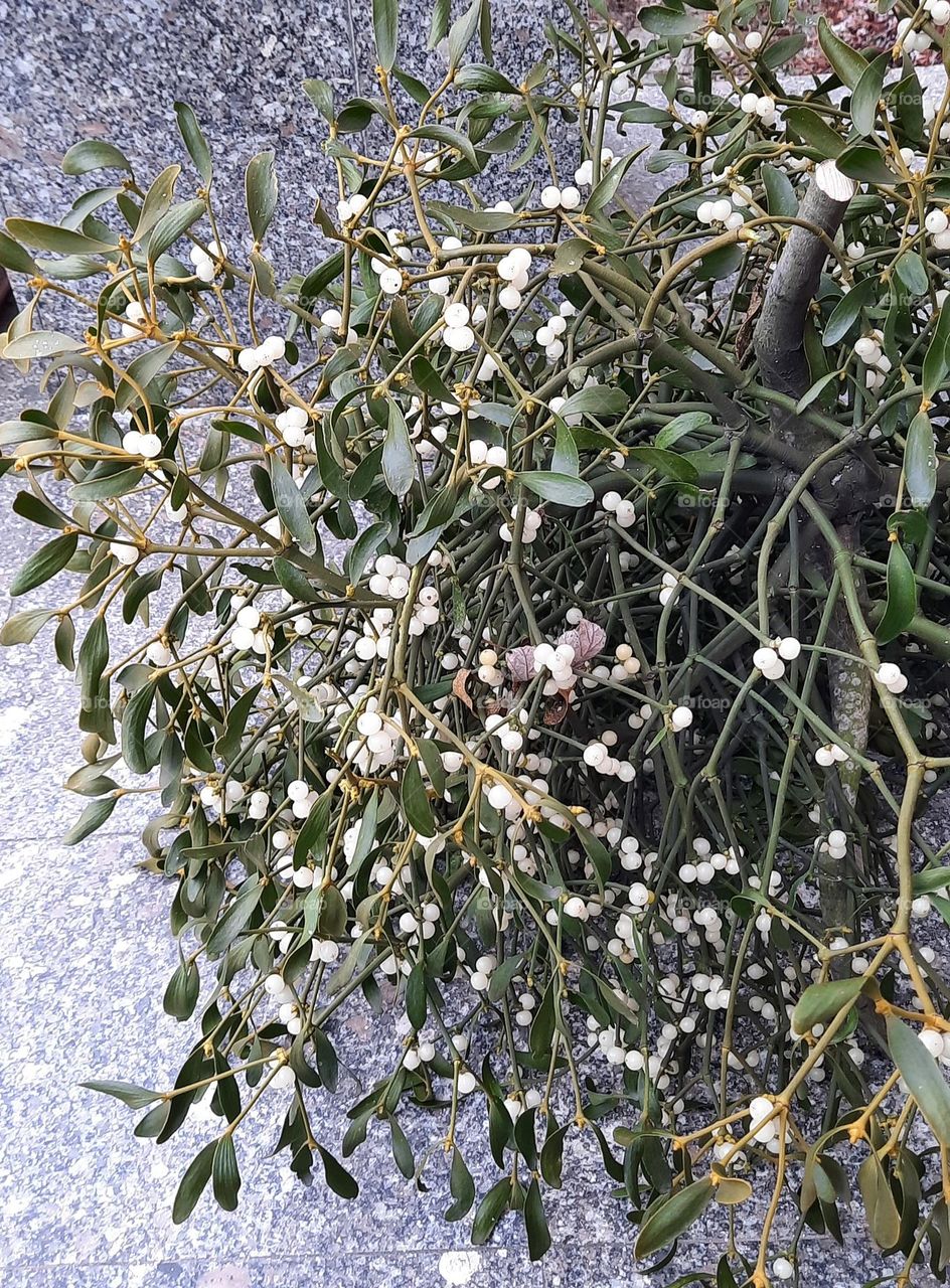 cut mistletoe with white berries