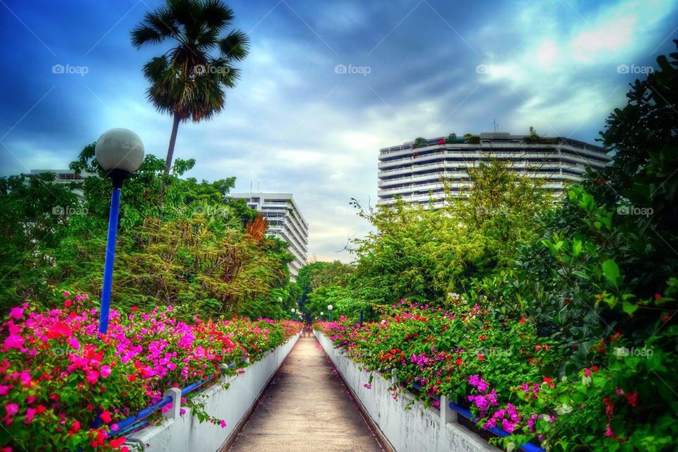 Flower path!