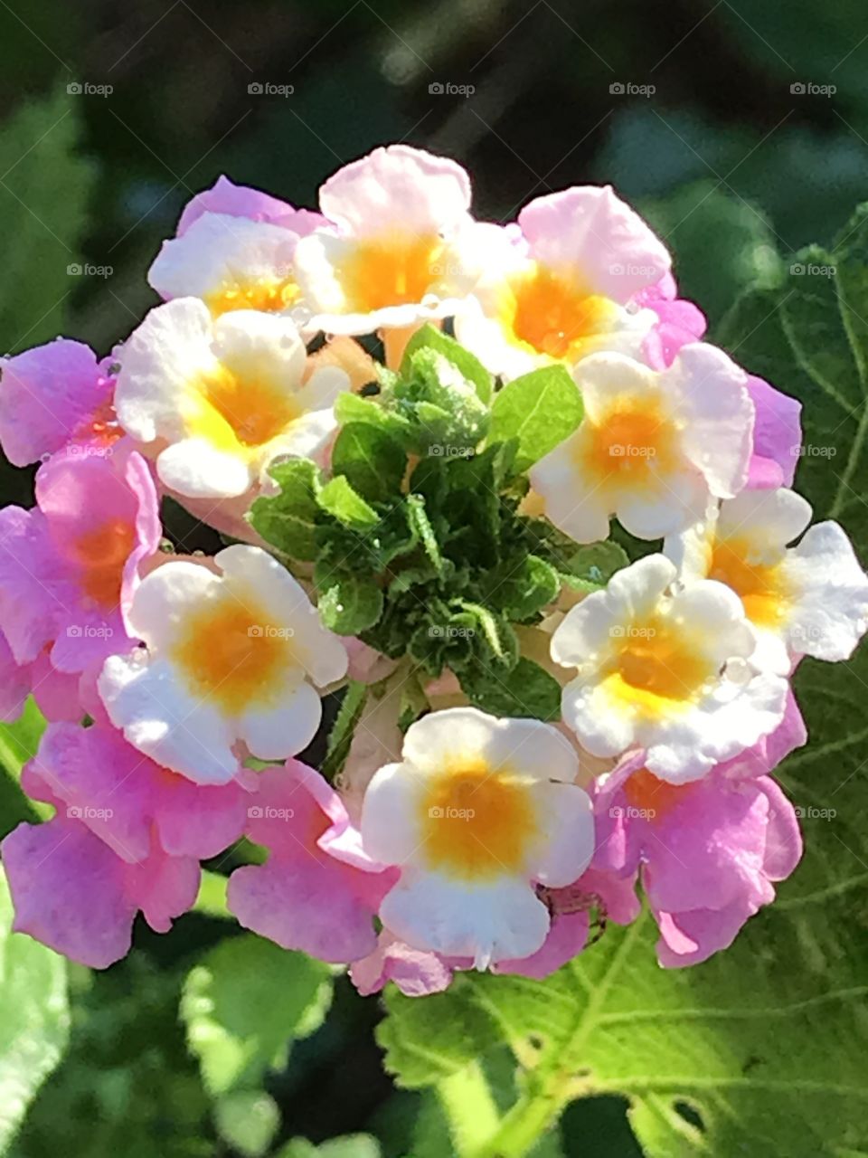 Lantana