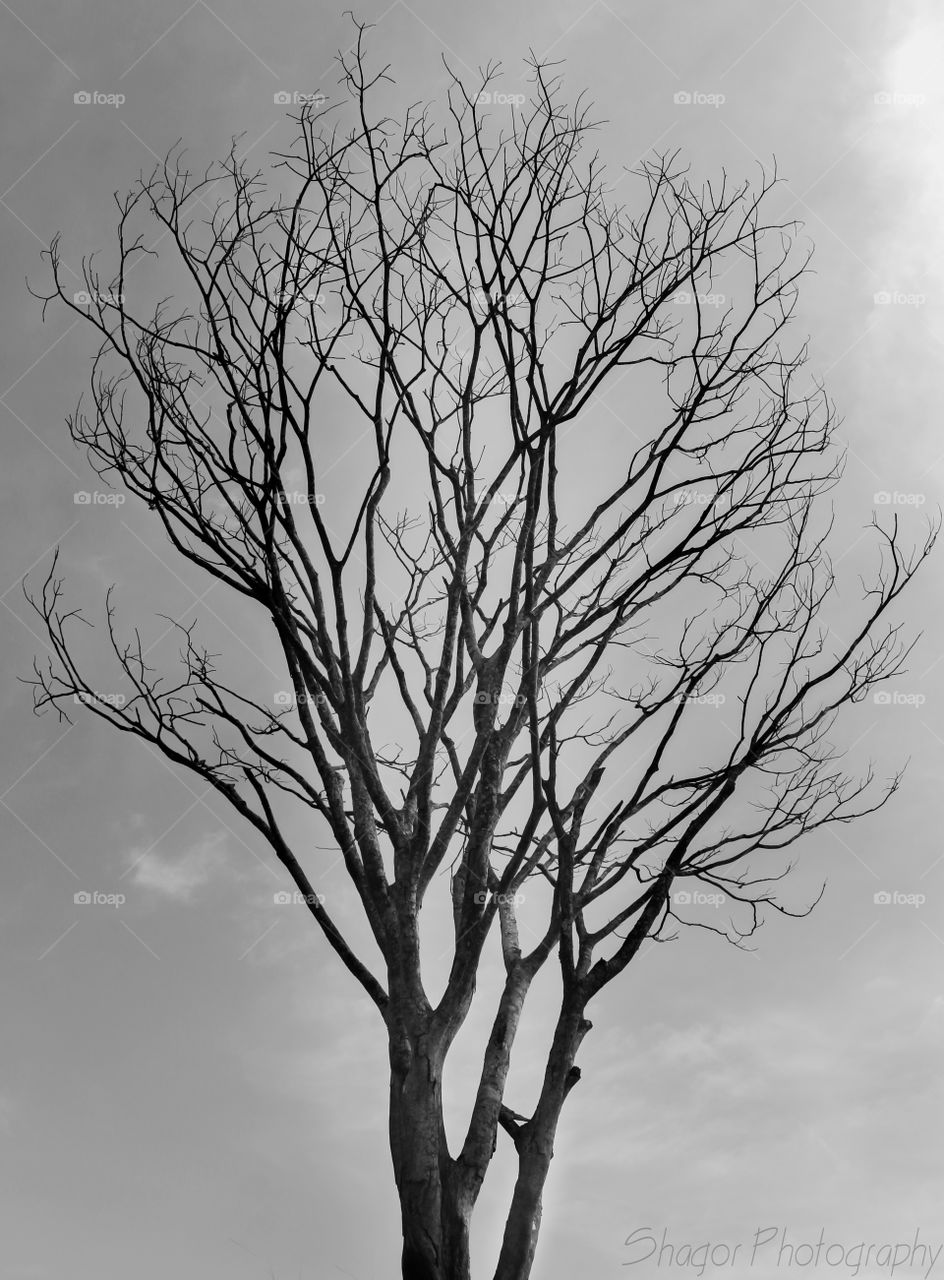 A Dead Tree