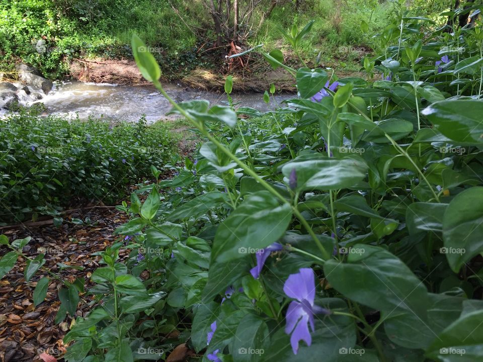 Flowers on creepers growing along the banks of a stream
