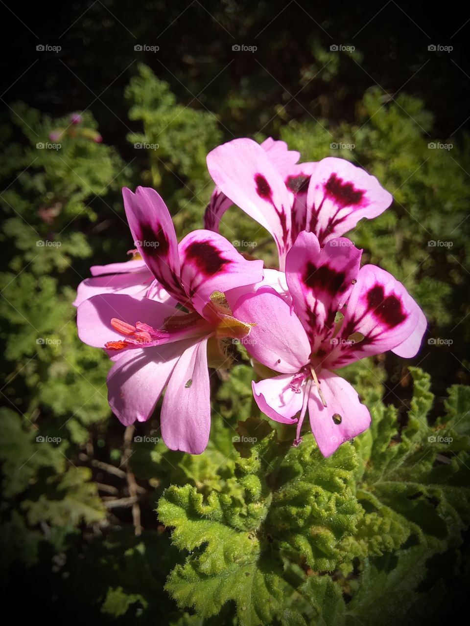 Pelargonium graveolens