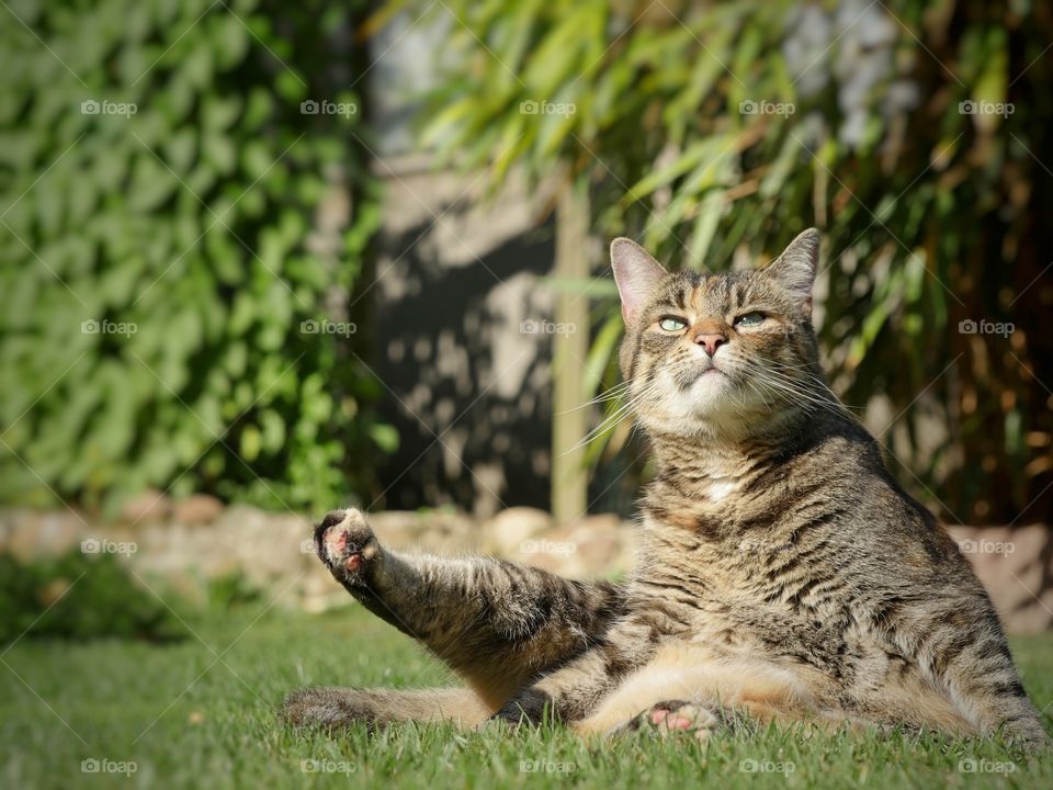 Relaxing cat