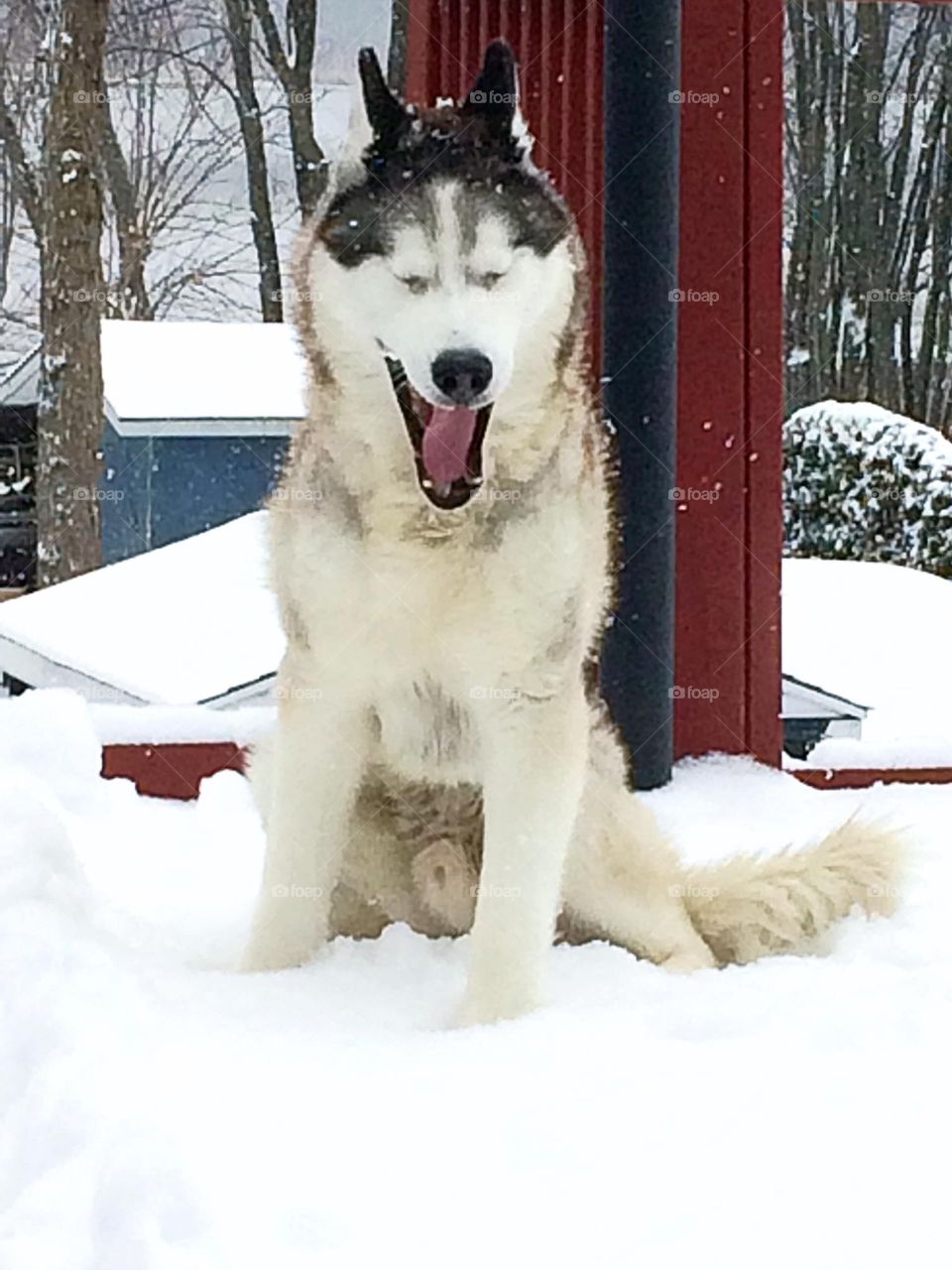 Siberian husky 