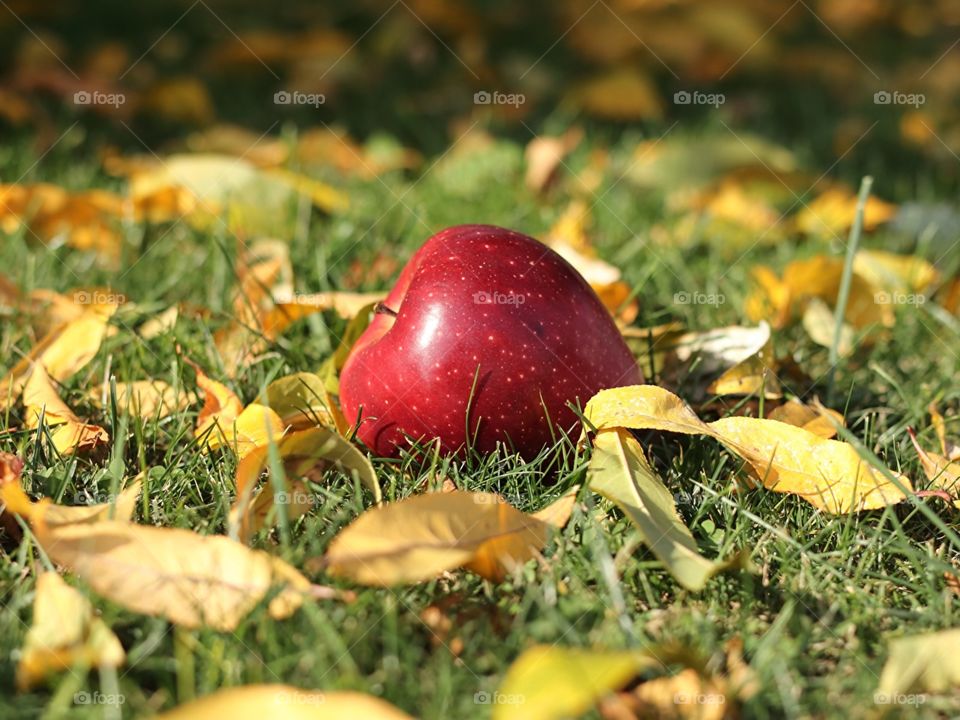 apple in grass