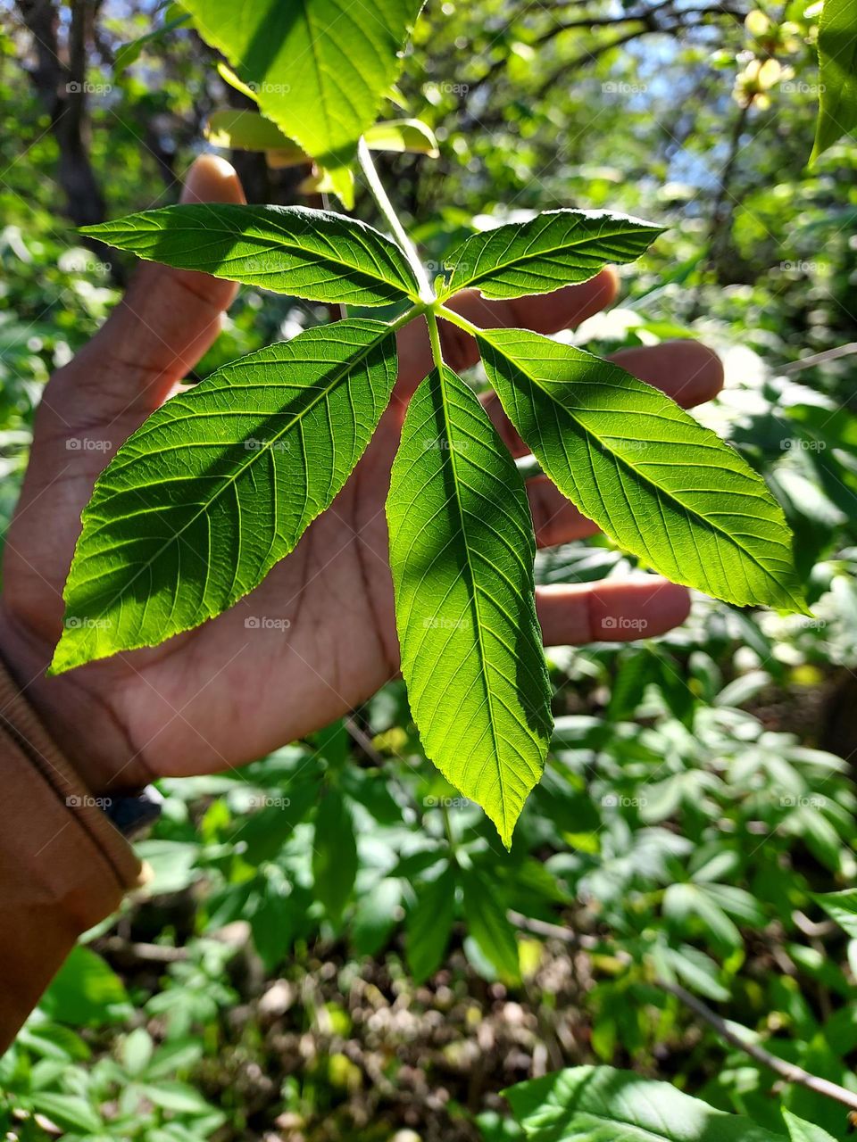 Taking a nature hike through woods as I enjoy the beauty of tree leaves