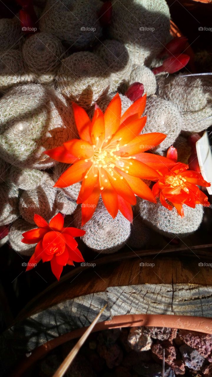 Bonito cactus color Orange flor