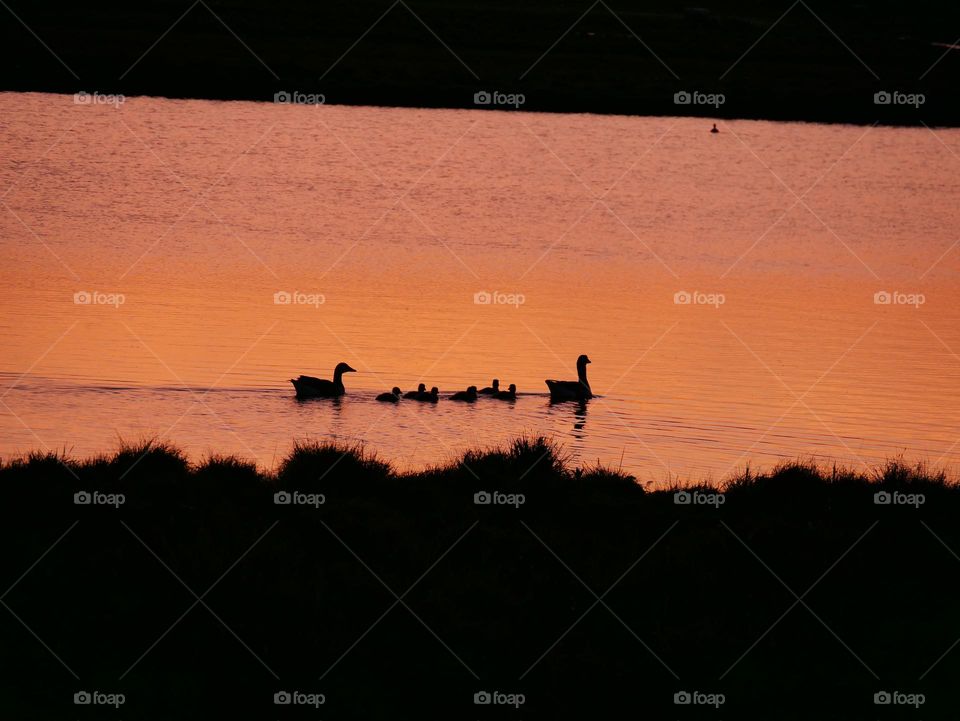 Goose family silhouette springtime 