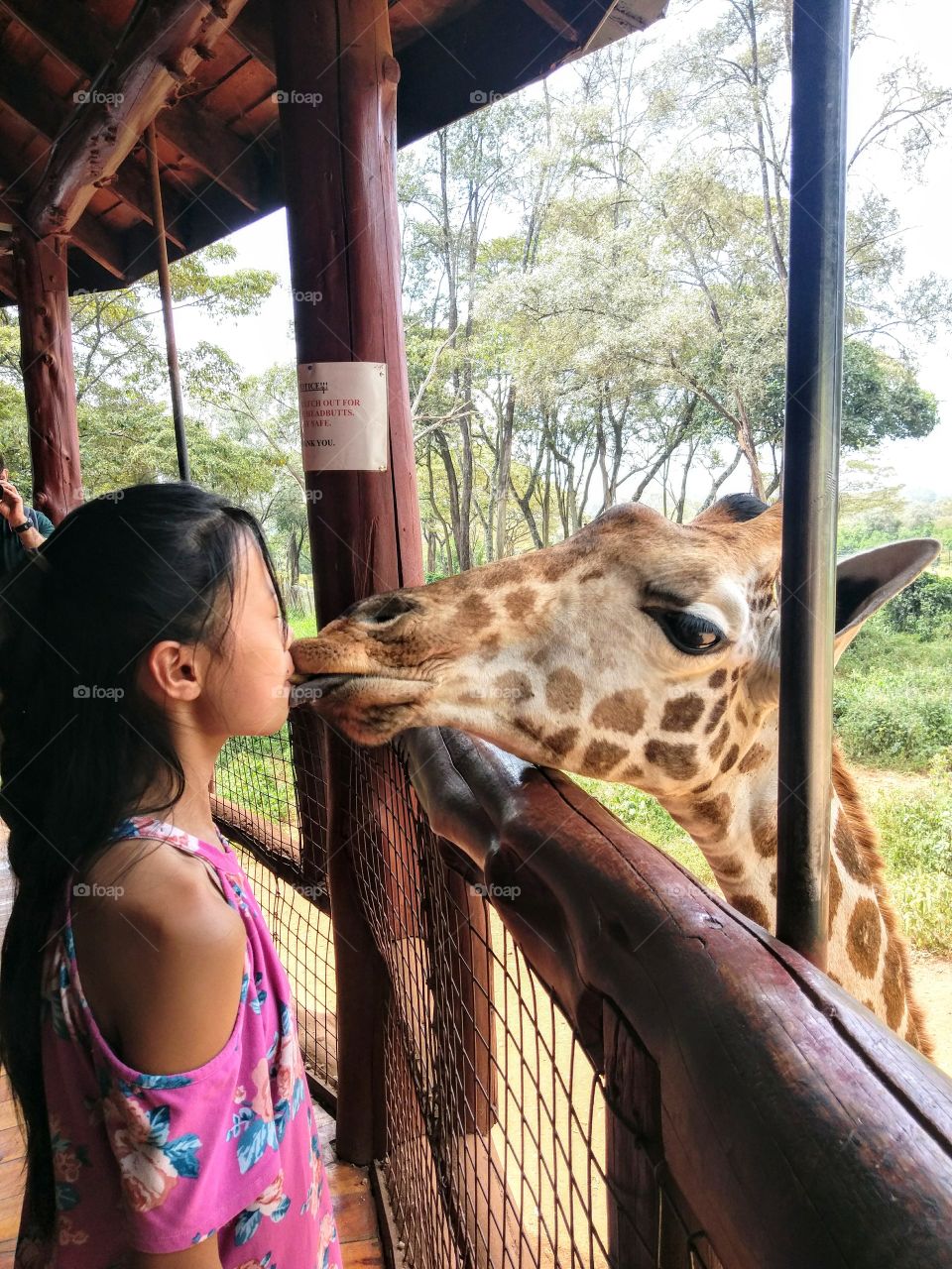 kissing giraffe