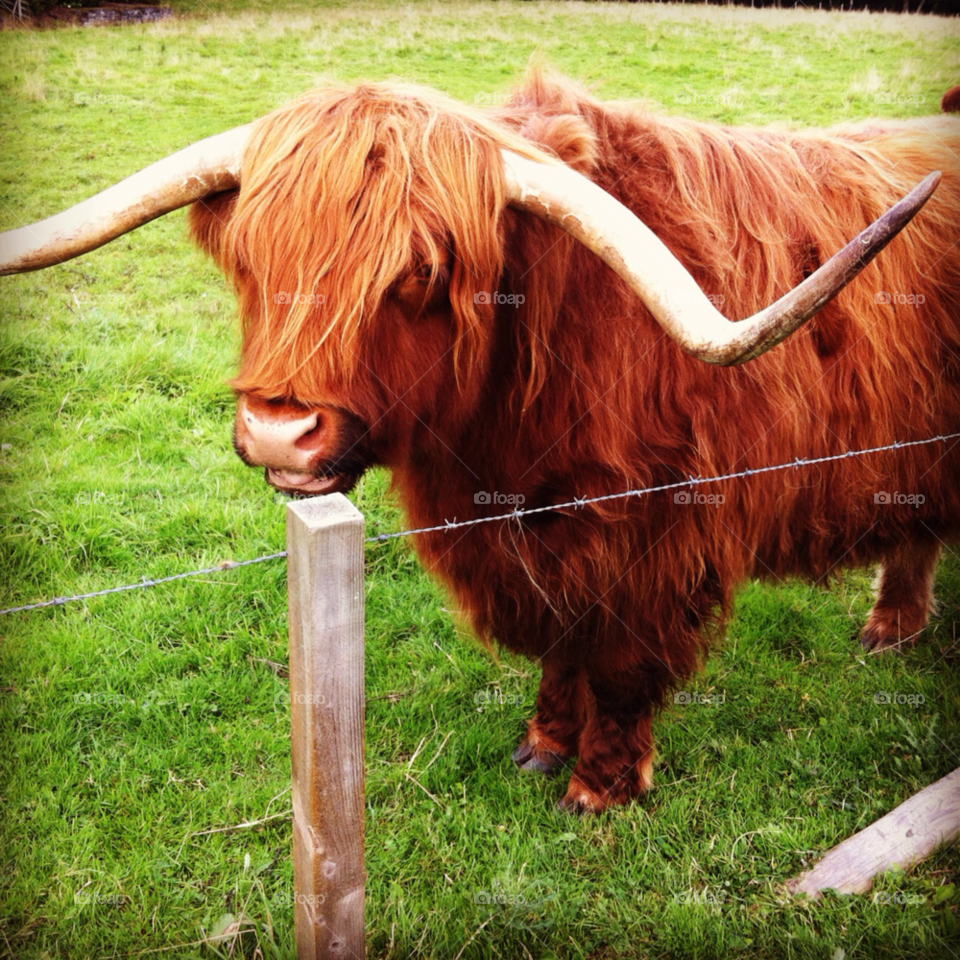 blair atholl cow highland coo by Jollibird