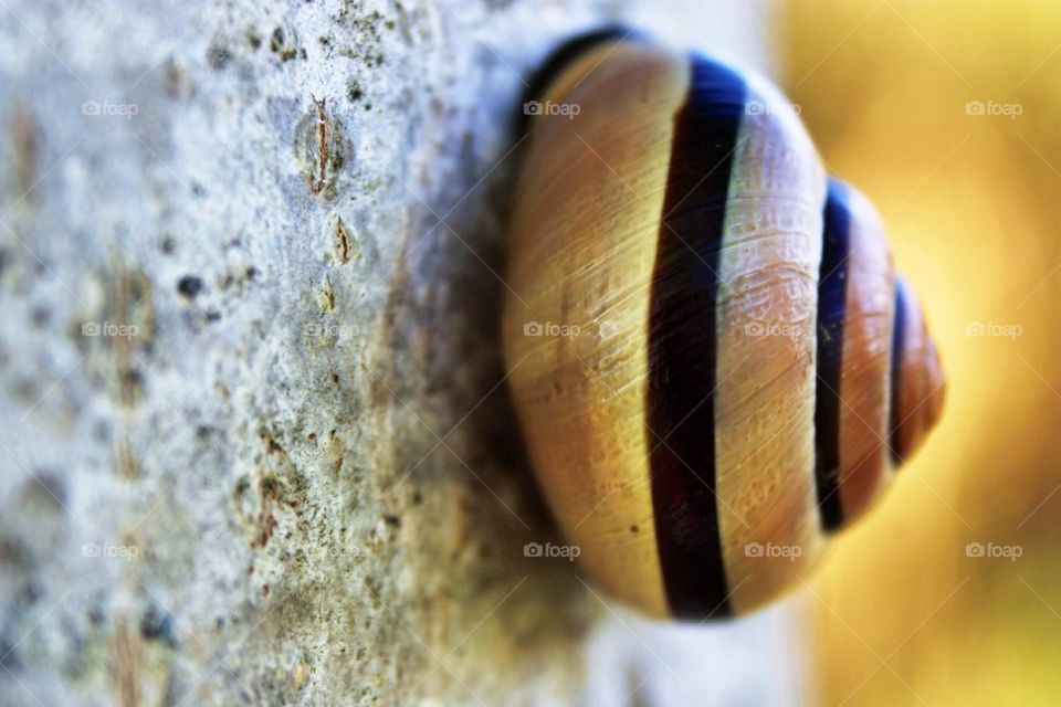 Land Snail