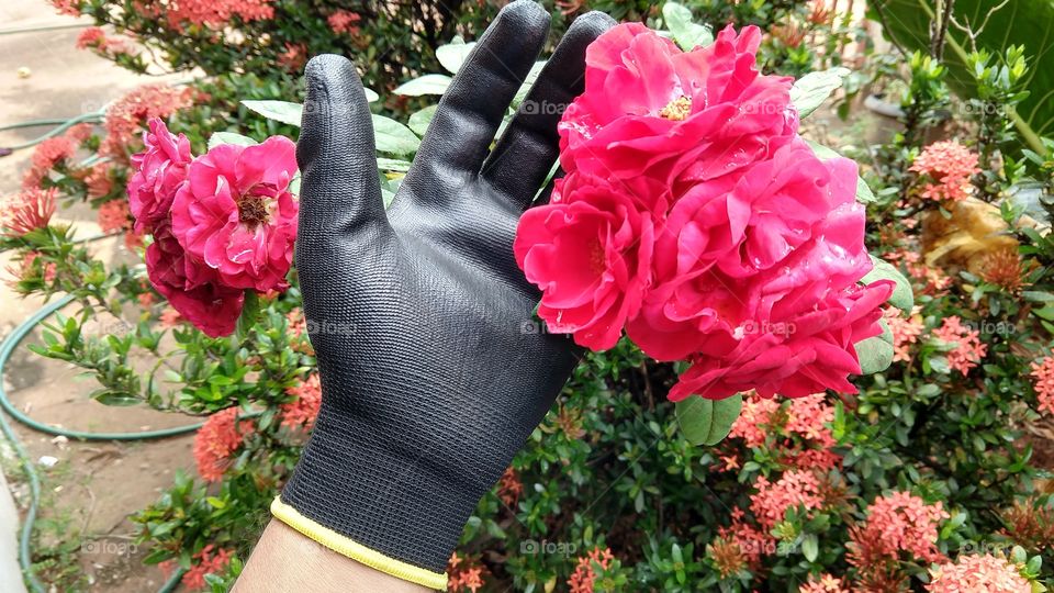 Jardinagem e suas recompensas.