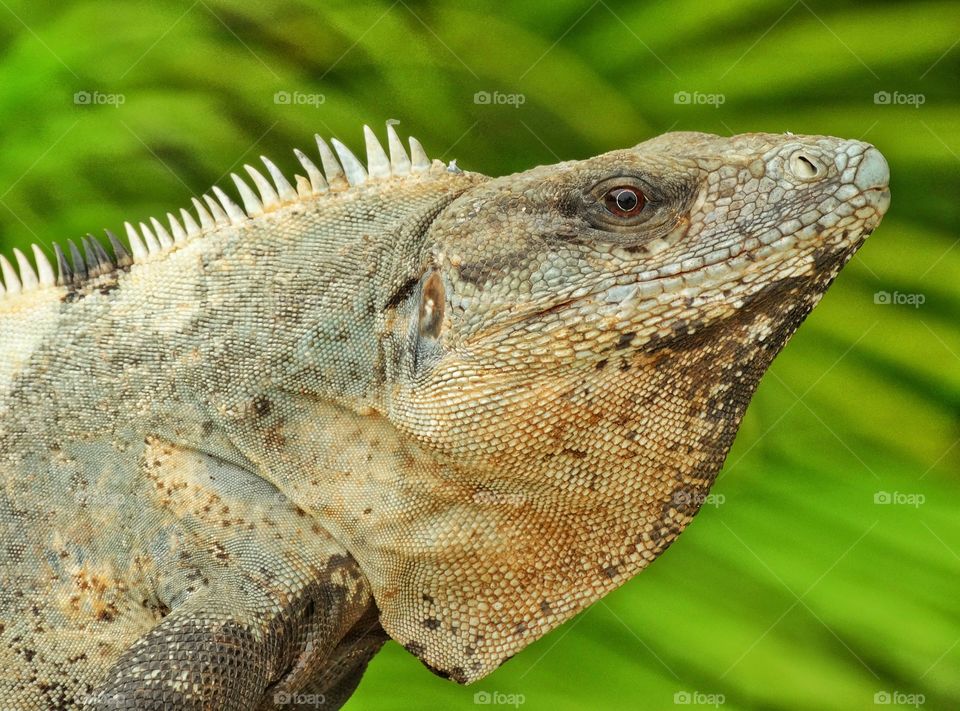 Tropical Iguana. Large Iguana In The Jungle Of The Yucatán
