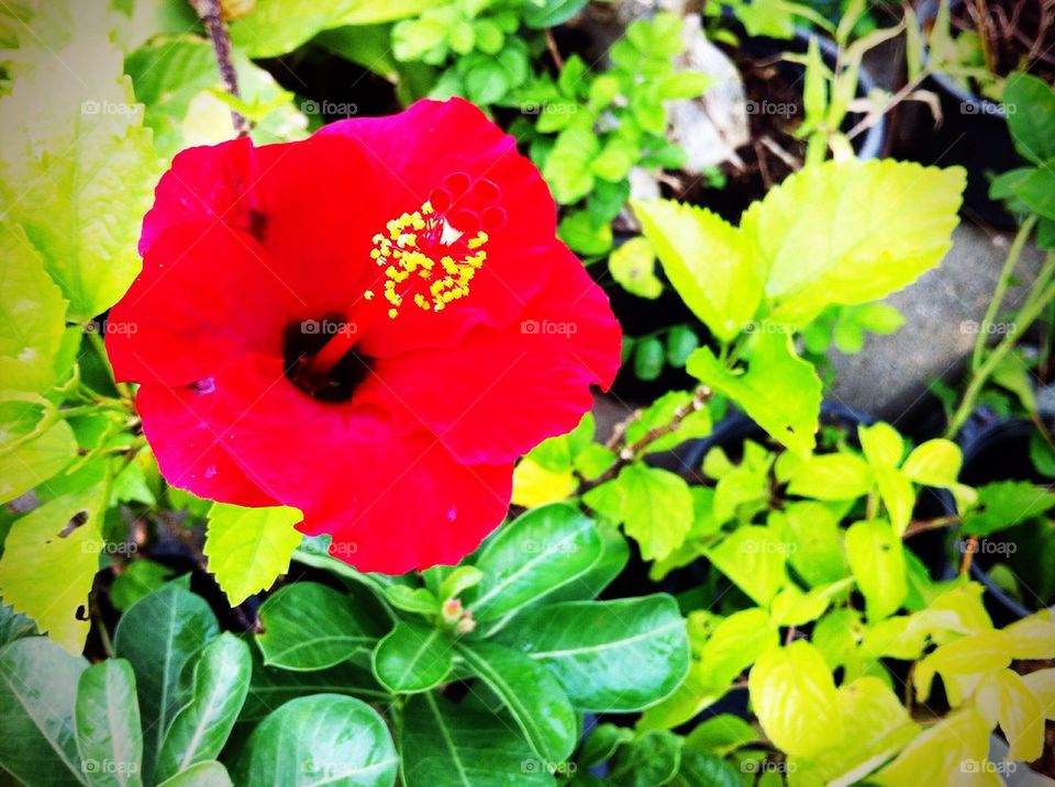 Red flower