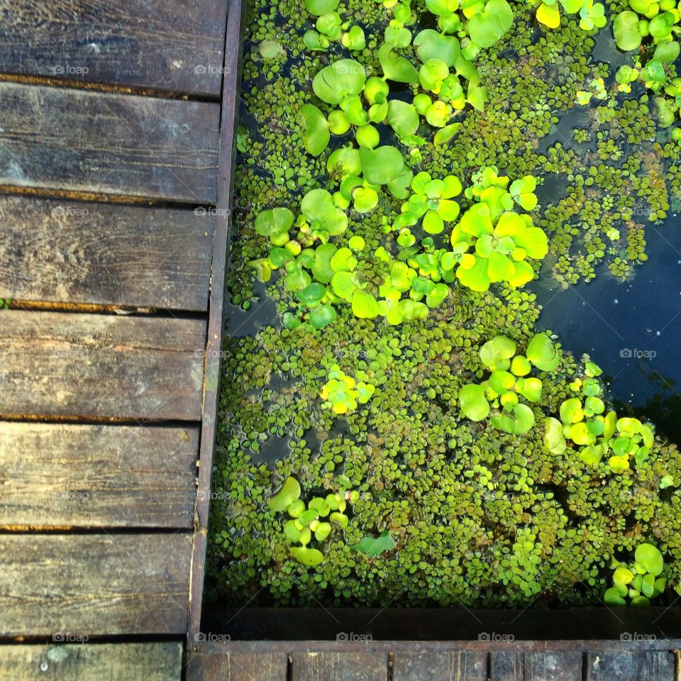 Summer pond