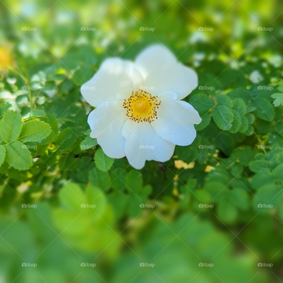 white flower yellow centre green background