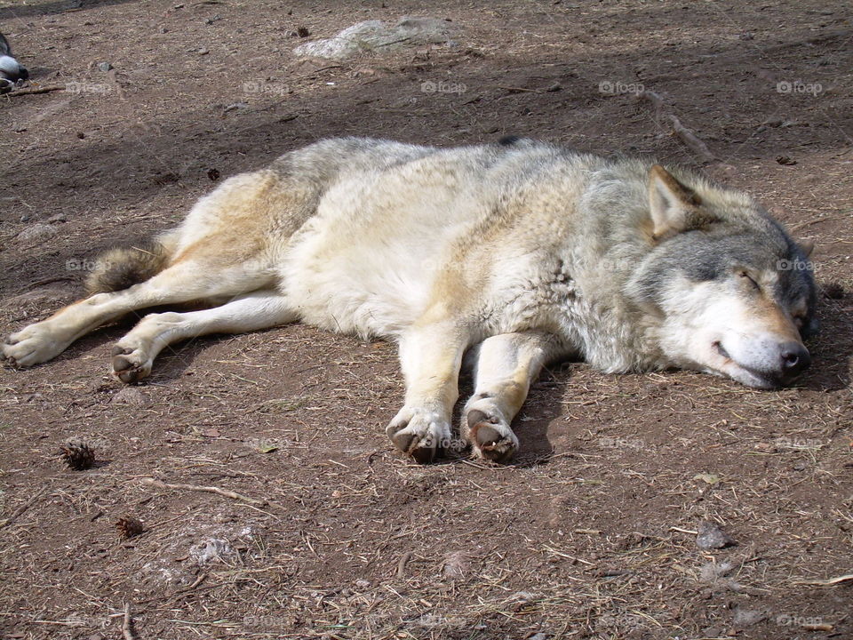 Wolves napping at Kolmården Zoo in Sweden.