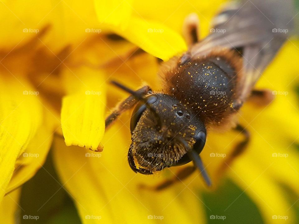 macro photo of a honey bee's face covered in pollen from under a yellow dandelion flower
