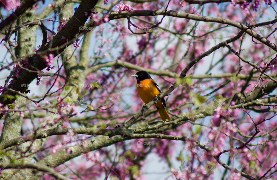 Oriole in red bud tree