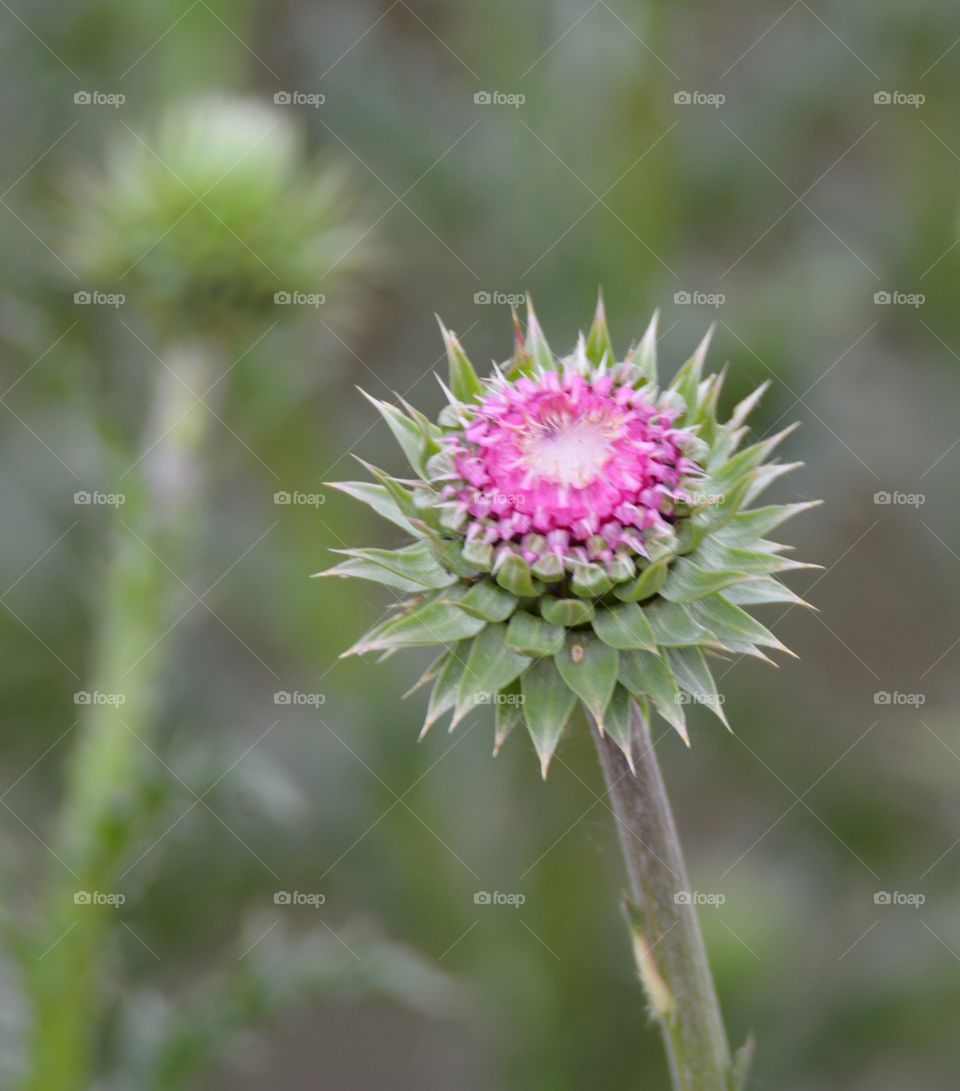 Thistle 