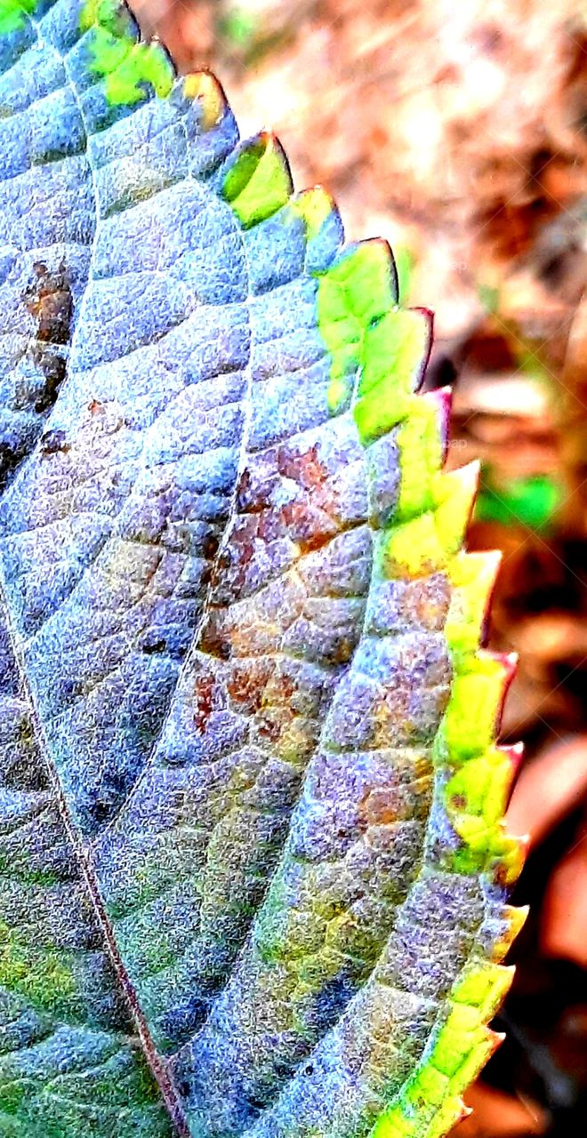 close up of leaf