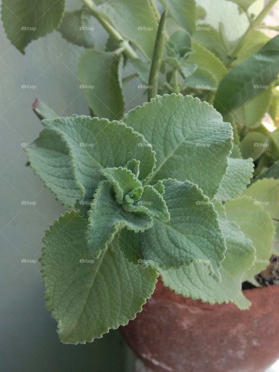 grow leaf
