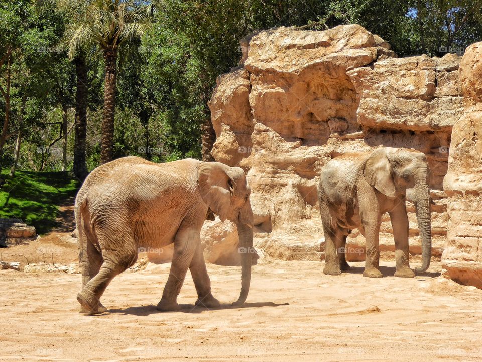 Two elephant standing against rock