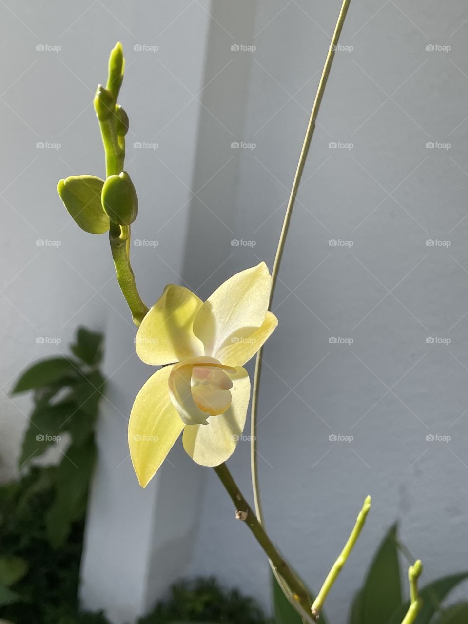 Orquídea Doritaenopolis