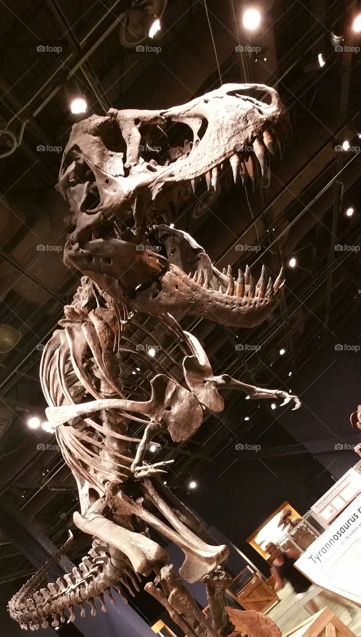 T-rex bones at a museum