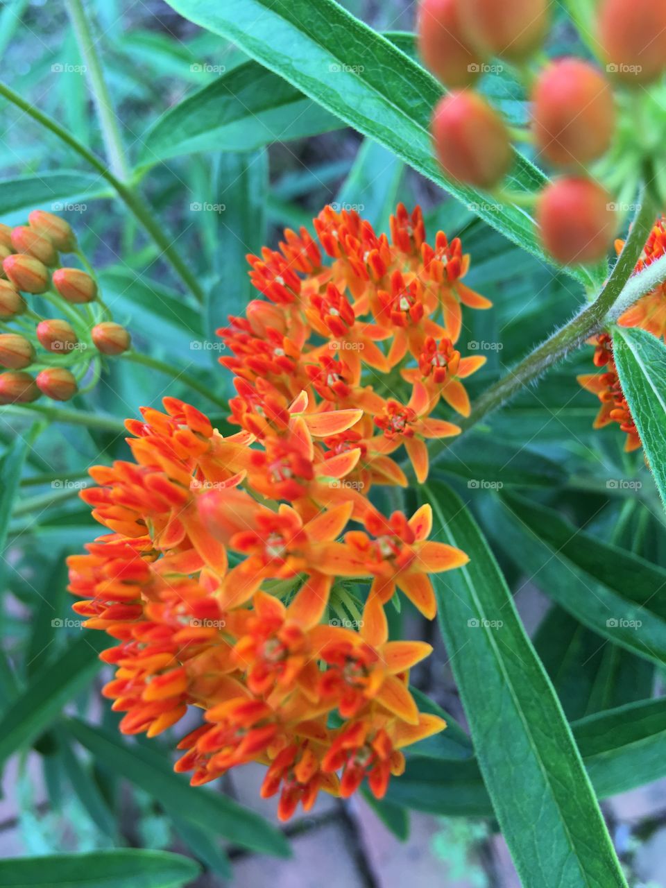 Cluster of orange flowers brightening the day.
