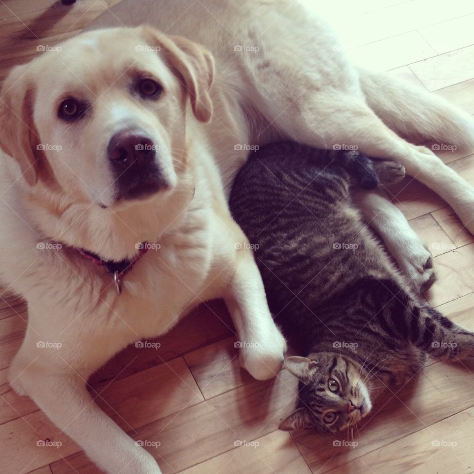 Cat and dog lying on floor