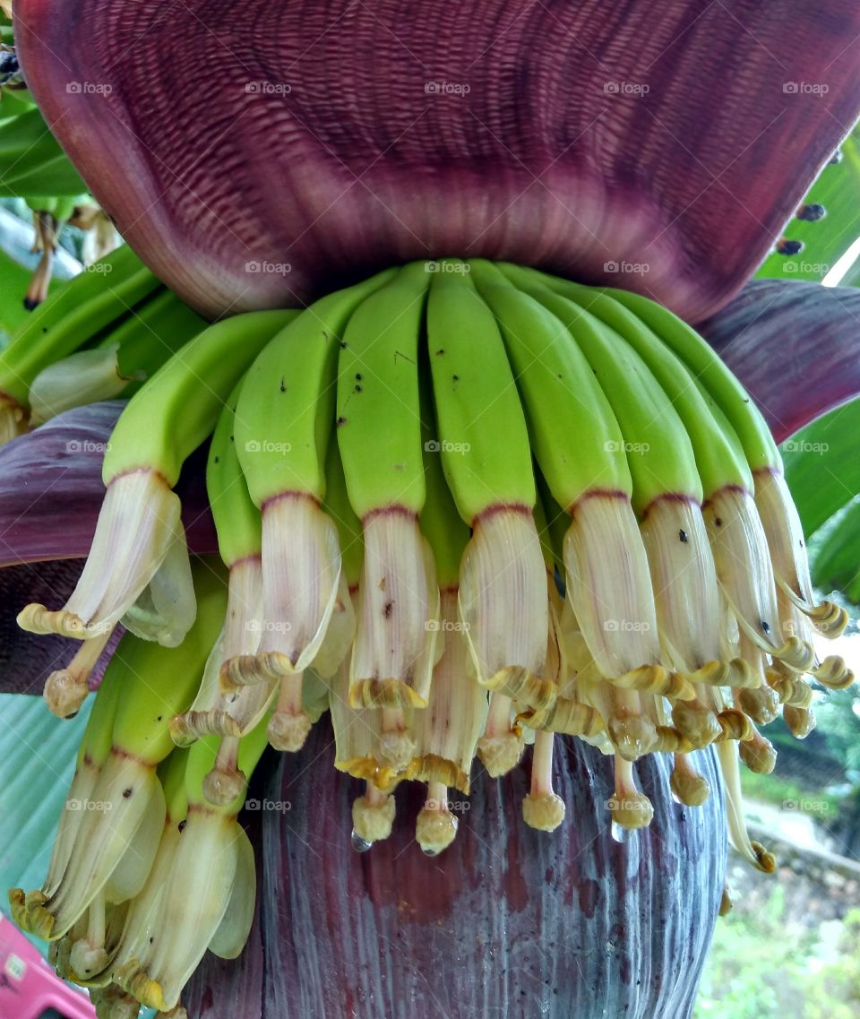 केला (Banana)