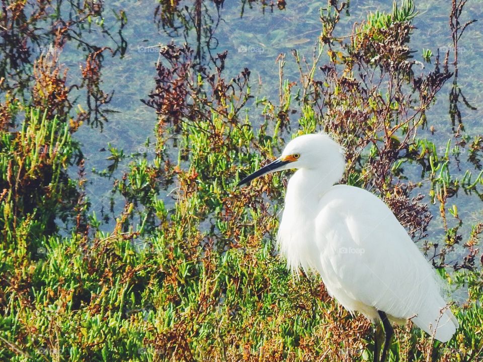 White Egret