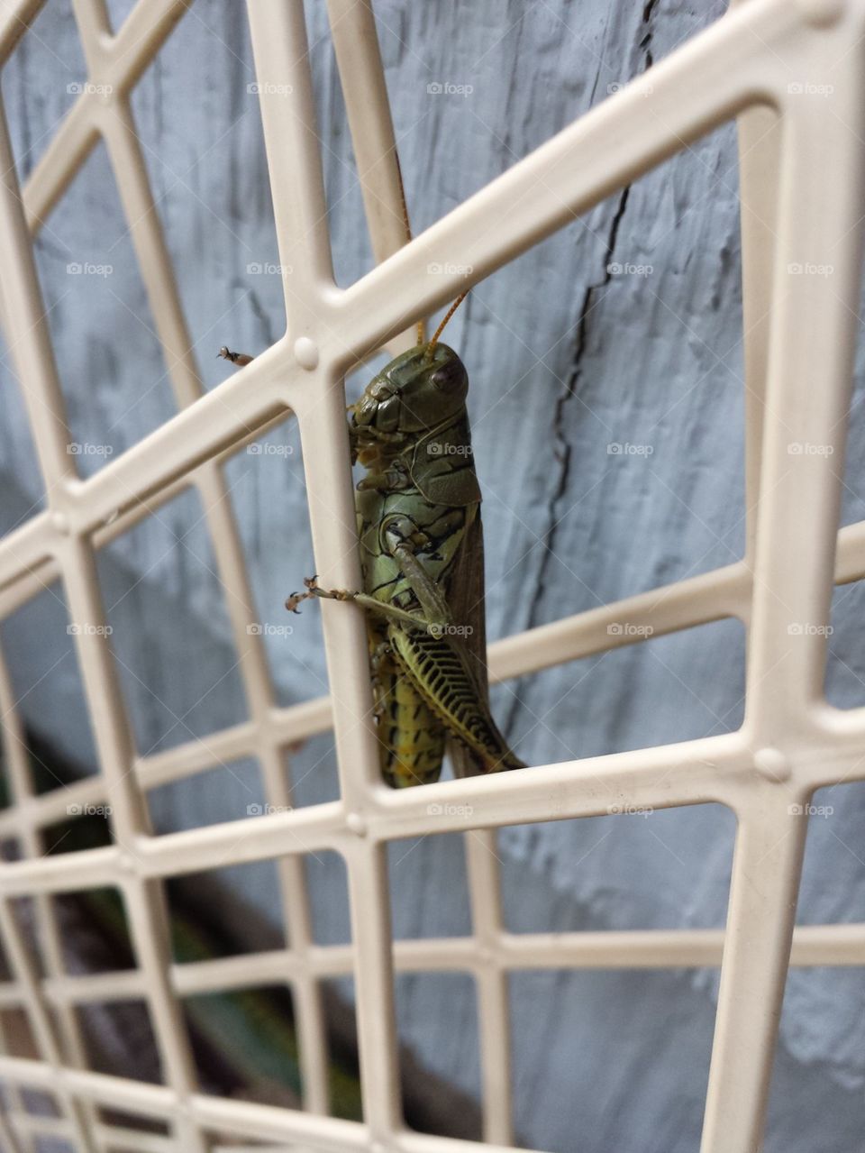 Grasshopper fun!