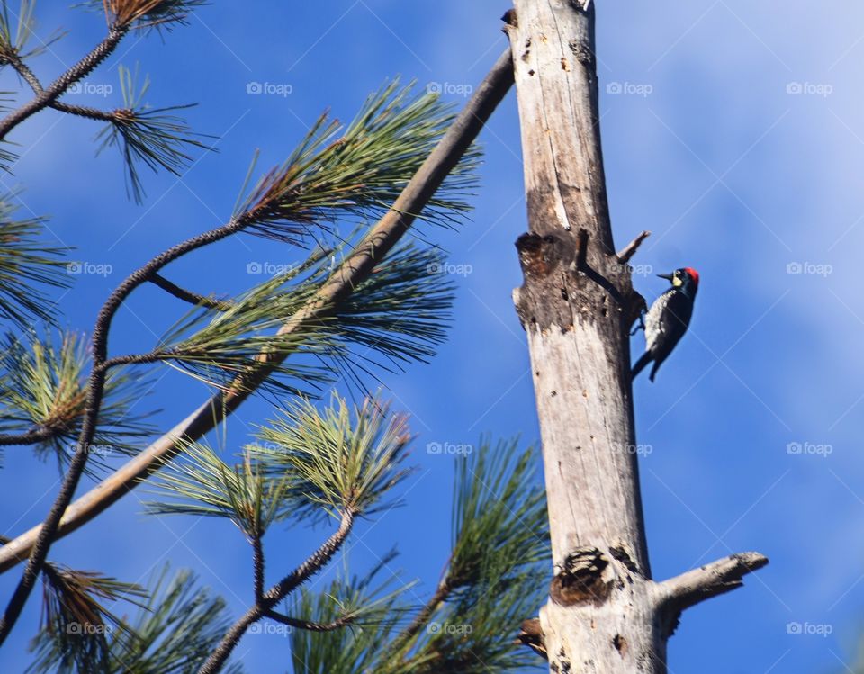 Woodpecker 