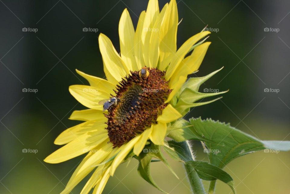 Bees enjoying their scrumptious lunch 