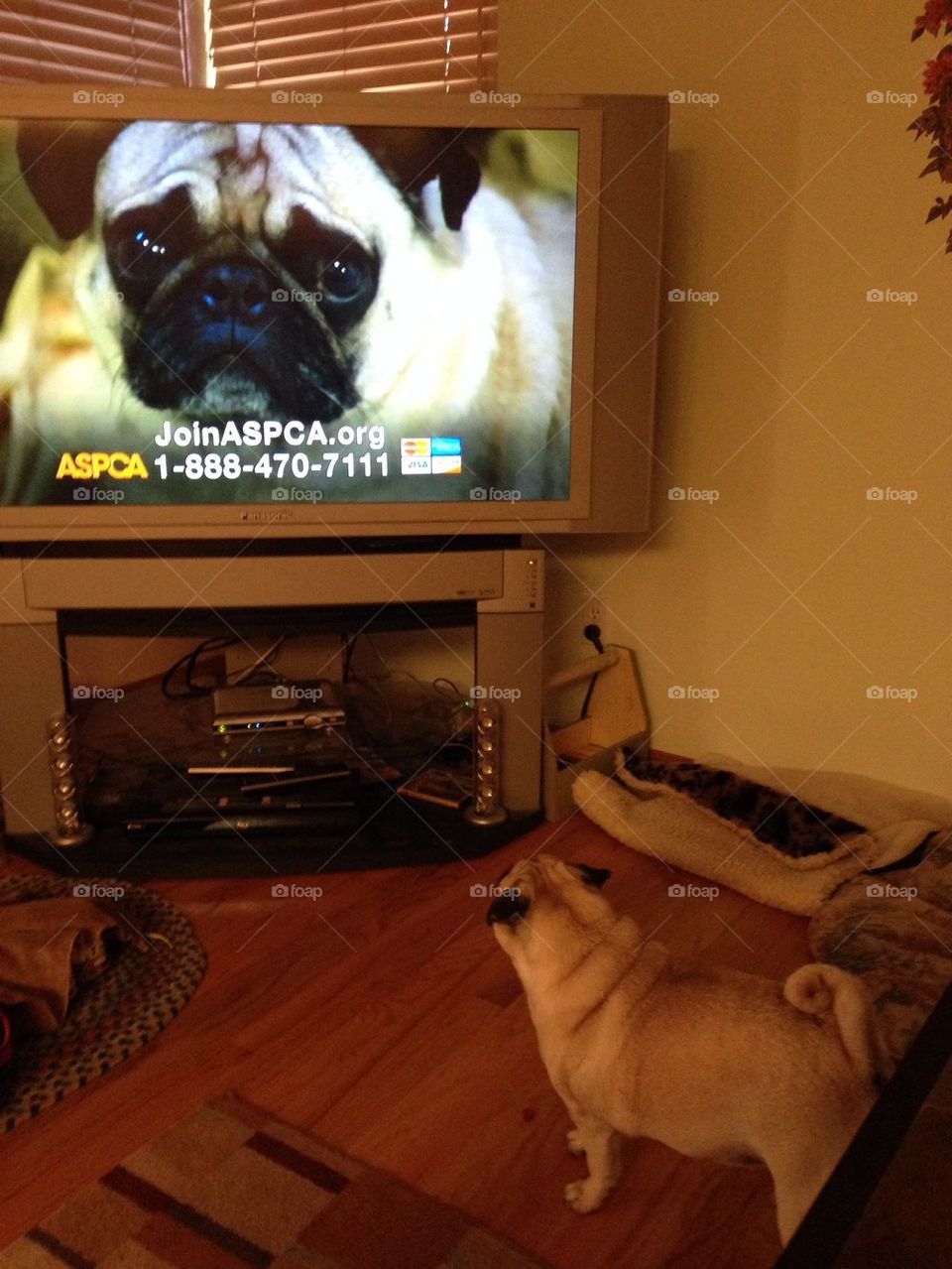 Pug watching pug