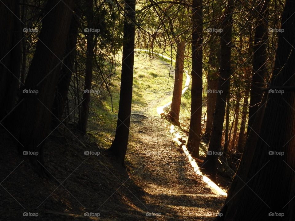 A path in the forest