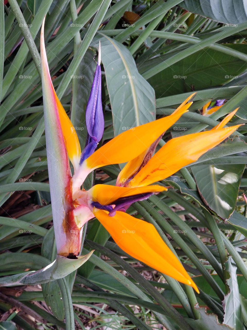 bird of paradise