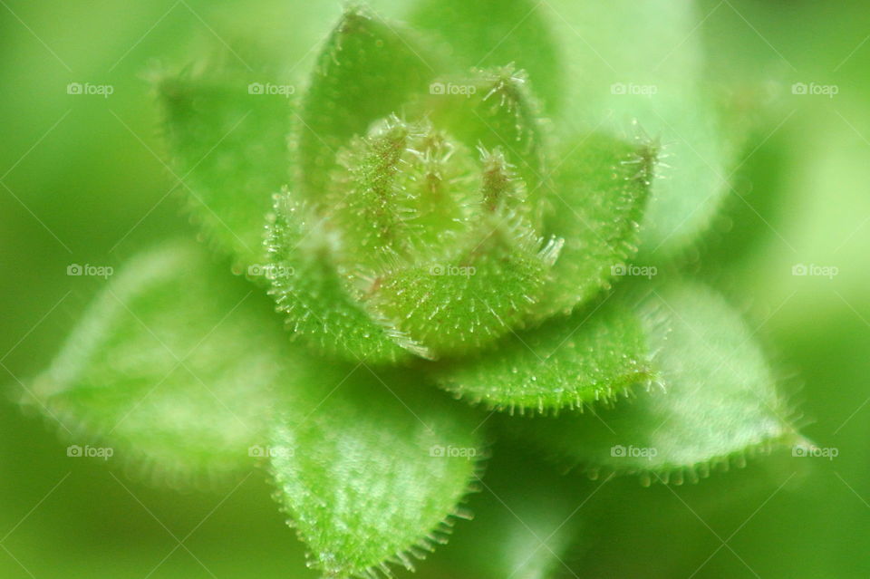 Macro bud. Macro photograph of a succulent bud