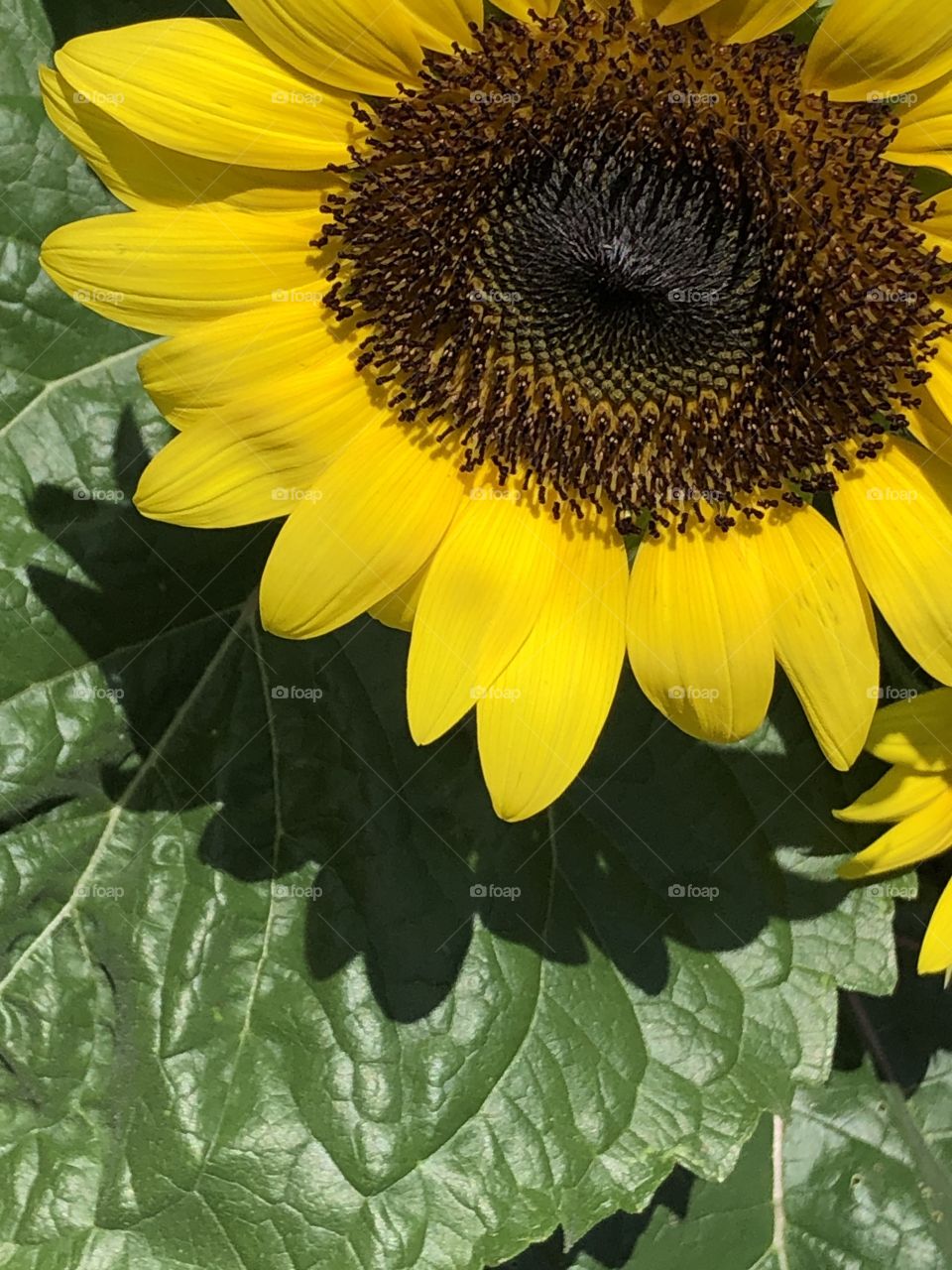 Natural light making a shadow on a sunflower leaf 