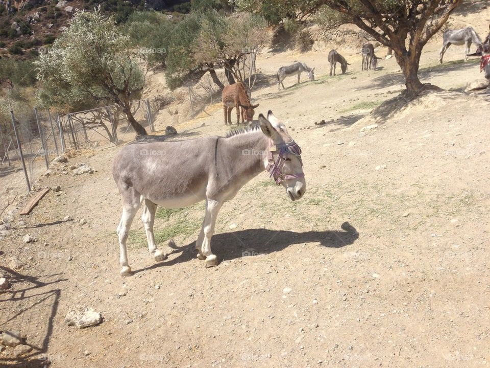 Rescued donkey