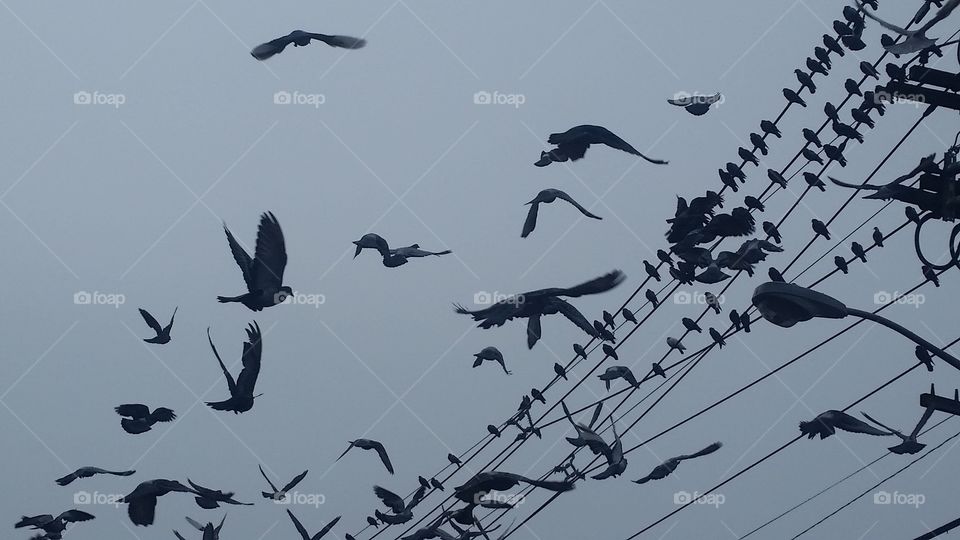 The Birds